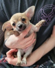Foto №3. Chihuahua-Welpen zu verkaufen. Deutschland