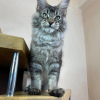 Foto №3. Mainecoon-Kätzchen zur kostenlosen Adoption. Deutschland