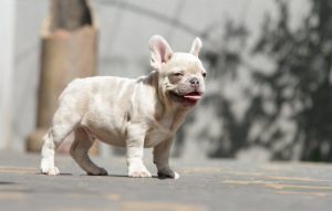 Foto №2 zu Ankündigung № 6973 zu verkaufen französische bulldogge - einkaufen USA 