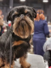 Zusätzliche Fotos: 4 Brüsseler Griffon Welpen zu verkaufen