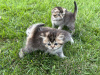 Zusätzliche Fotos: Schottische Kätzchen Scottish Fold und Scottish Straight
