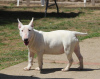 Foto №2 zu Ankündigung № 106399 zu verkaufen bullterrier - einkaufen Serbien züchter