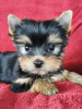 Foto №1. yorkshire terrier - zum Verkauf in der Stadt Østby | 350€ | Ankündigung № 71828