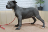 Foto №4. Ich werde verkaufen amerikanischer staffordshire terrier in der Stadt Chisinau. züchter - preis - 600€