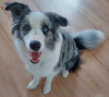 Foto №4. Ich werde verkaufen border collie in der Stadt Lisia Góra. quotient 	ankündigung - preis - 1500€