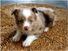 Foto №1. australian shepherd - zum Verkauf in der Stadt Stockton | Frei | Ankündigung № 124120