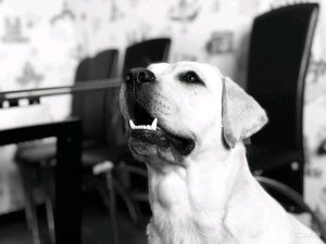 Foto №4. Paarung labrador retriever in Russische Föderation. Ankündigung № 2557