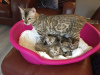 Foto №3. Süße Bengalkatzen-Kätzchen jetzt zum Verkauf verfügbar. USA