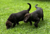 Foto №2 zu Ankündigung № 56604 zu verkaufen labrador retriever - einkaufen Deutschland 