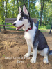 Foto №4. Ich werde verkaufen siberian husky in der Stadt Tallinn. vom kindergarten - preis - 300€