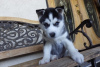 Foto №2 zu Ankündigung № 81571 zu verkaufen siberian husky - einkaufen USA aus dem tierheim