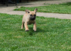 Zusätzliche Fotos: Boerboel-Welpen (Südafrikanischer Mastiff).