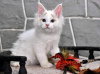 Foto №1. ragdoll-katze - zum Verkauf in der Stadt Loutraki | 350€ | Ankündigung № 65086