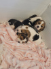 Foto №1. beagle - zum Verkauf in der Stadt New York | 426€ | Ankündigung № 66535
