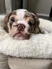 Zusätzliche Fotos: Süße und entzückende englische Bulldoggenwelpen zu verkaufen