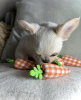 Zusätzliche Fotos: Hirschkopf-Chihuahua