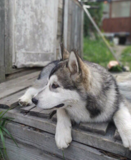 Zusätzliche Fotos: Rasse Alaskan Malamute