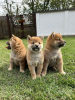 Foto №3. Shiba Inu welpen. Serbien