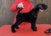 Foto №4. Ich werde verkaufen kerry blue terrier in der Stadt Minsk. züchter - preis - 542€