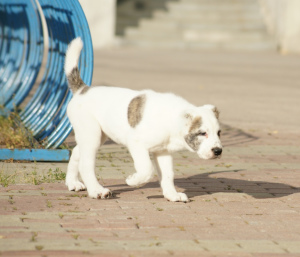 Foto №3. Zentralasiatischer Schäferhund Puppy White-Tiger Girl. Russische Föderation
