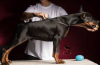 Foto №2 zu Ankündigung № 106136 zu verkaufen dobermann - einkaufen Serbien 