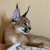 Foto №2 zu Ankündigung № 99564 zu verkaufen caracal - einkaufen USA quotient 	ankündigung, vom kindergarten, aus dem tierheim