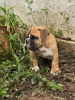 Zusätzliche Fotos: Englische Bulldogge