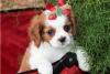 Foto №3. Entzückende Cavalier King Charles Welpen zur kostenlosen Adoption. Deutschland