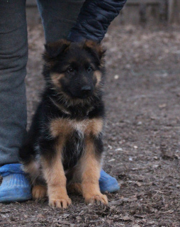 Foto №2 zu Ankündigung № 6337 zu verkaufen deutscher schäferhund - einkaufen Russische Föderation züchter