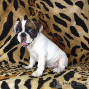 Foto №1. französische bulldogge - zum Verkauf in der Stadt Zaporizhia | 170€ | Ankündigung № 7260