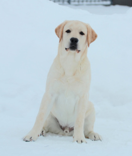 Foto №1. labrador retriever - zum Verkauf in der Stadt Москва | verhandelt | Ankündigung № 1758