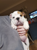 Foto №4. Ich werde verkaufen englische bulldogge in der Stadt Апелдорн. quotient 	ankündigung - preis - 385€