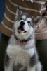 Foto №2 zu Ankündigung № 88248 zu verkaufen alaskan malamute - einkaufen Russische Föderation züchter