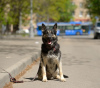 Foto №2 zu Ankündigung № 7885 zu verkaufen osteuropäischer schäferhund - einkaufen Russische Föderation quotient 	ankündigung