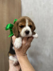 Foto №4. Ich werde verkaufen beagle in der Stadt Taschkent. quotient 	ankündigung - preis - 473€