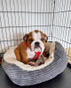 Foto №2 zu Ankündigung № 124641 zu verkaufen englische bulldogge - einkaufen Estland quotient 	ankündigung