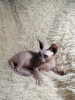 Foto №4. Ich werde verkaufen sphynx cat in der Stadt Lipezk. vom kindergarten, züchter - preis - 784€