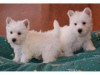 Foto №1. west highland white terrier - zum Verkauf in der Stadt Афины | verhandelt | Ankündigung № 98645