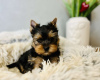 Foto №1. yorkshire terrier - zum Verkauf in der Stadt Junkovac | 350€ | Ankündigung № 75544