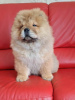 Foto №3. Chow-Chow-Welpen. Serbien