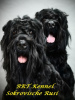 Foto №1. russischer schwarzer terrier - zum Verkauf in der Stadt Kiew | verhandelt | Ankündigung № 7599