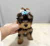 Foto №2 zu Ankündigung № 43043 zu verkaufen yorkshire terrier - einkaufen Finnland züchter