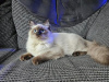 Foto №2 zu Ankündigung № 123670 zu verkaufen ragdoll-katze - einkaufen Deutschland quotient 	ankündigung