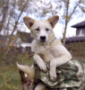 Foto №1. mischlingshund - zum Verkauf in der Stadt Москва | Frei | Ankündigung № 124467