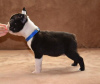 Foto №2 zu Ankündigung № 73359 zu verkaufen boston terrier - einkaufen Serbien züchter