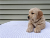 Foto №3. Entzückender Golden Retriever Welpe. USA