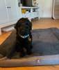 Foto №2 zu Ankündigung № 105733 zu verkaufen labradoodle - einkaufen Deutschland quotient 	ankündigung