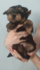 Foto №1. yorkshire terrier - zum Verkauf in der Stadt Анталья | 385€ | Ankündigung № 24039