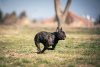 Zusätzliche Fotos: Französische Bulldogge zu verkaufen, weiblich