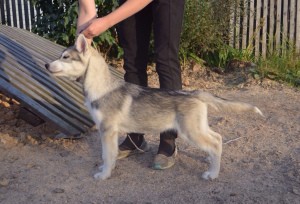 Foto №2 zu Ankündigung № 3650 zu verkaufen siberian husky - einkaufen Russische Föderation züchter